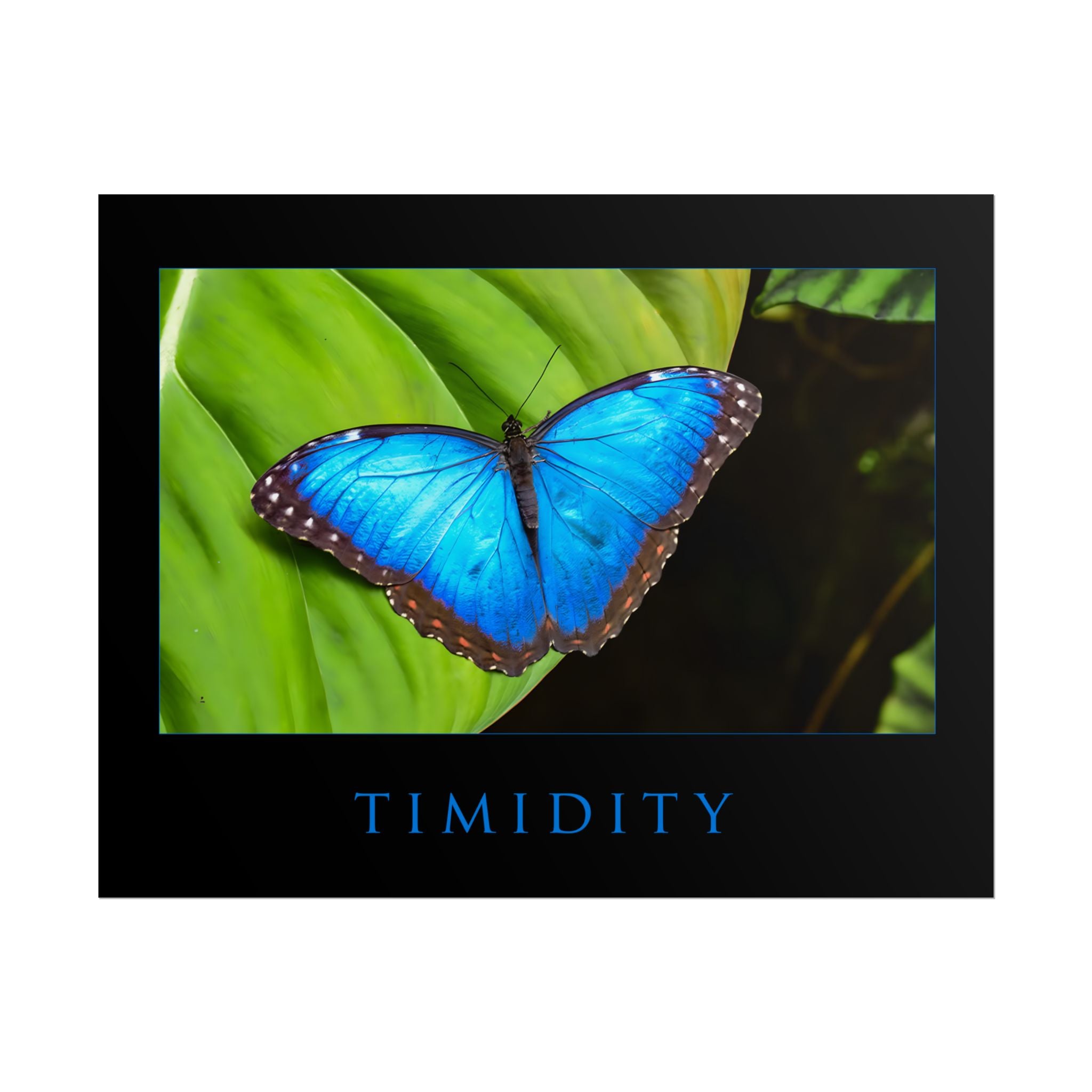 TIMIDITY MOTIVATIONAL POSTER