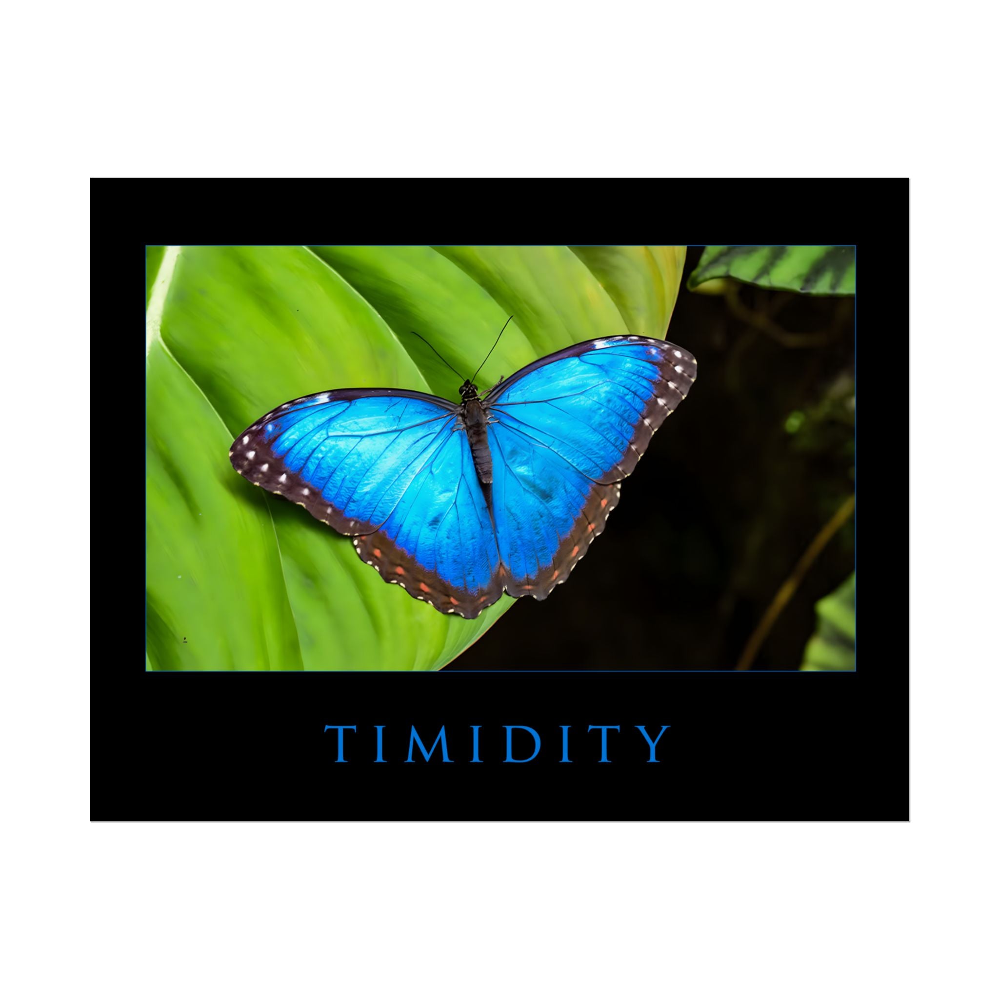 TIMIDITY MOTIVATIONAL POSTER